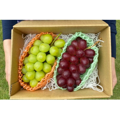 【2025年発送】大粒 北信州 クイーンルージュ&シャインマスカット 各1房 計1kg以上_ ぶどう 葡萄 シャインマスカット 果物 フルーツ くだもの 人気 おすすめ 送料無料 産地直送 長野 信州 クイーンルージュ 【配送不可地域：離島】【1577489】