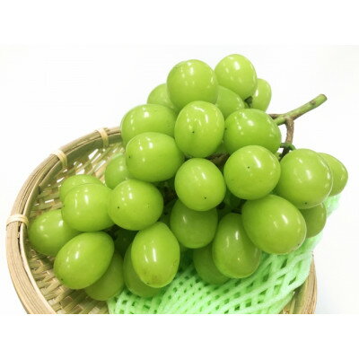 【ふるさと納税】【2025年発送】大粒 北信州 クイーンルージュ&シャインマスカット 各1房 計1kg以上_ ぶどう 葡萄 シャインマスカット 果物 フルーツ くだもの 人気 おすすめ 送料無料 産地直送 長野 信州 クイーンルージュ 【配送不可地域：離島】【1577489】 サムネイル2