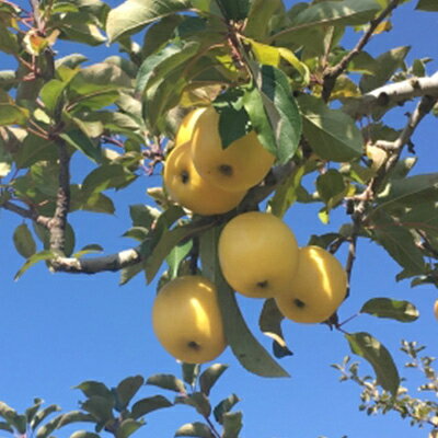 【ふるさと納税】【2025年発送】長野県産 りんご サンふじ&シナノゴールド 詰め合わせ 約2kg(3〜6玉程度)【1577883】 サムネイル3