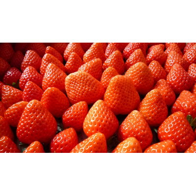 【ふるさと納税】【2026年発送】長野県産　いちご　紅ほっぺ　1パック【約250g～300g】【配送不可地域：離島】【1603733】 サムネイル3