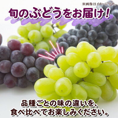 【ふるさと納税】【2026年先行予約】訳あり ぶどう 房 2種 食べ比べ 計2パック(計800g以上) 信州丸幸農園【配送不可地域：離島・沖縄県】【1671026】 サムネイル2