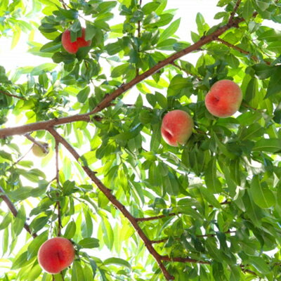 【ふるさと納税】【発送月固定定期便】2026年発送 長野の果物 桃+クイーンルージュ全2回【配送不可地域：離島】【4063523】 サムネイル2