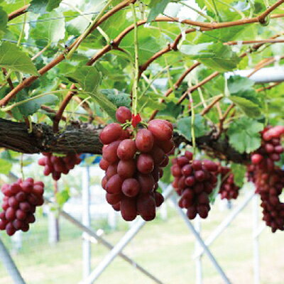 【ふるさと納税】【発送月固定定期便】2026年発送 長野の果物 桃+クイーンルージュ全2回【配送不可地域：離島】【4063523】 サムネイル3