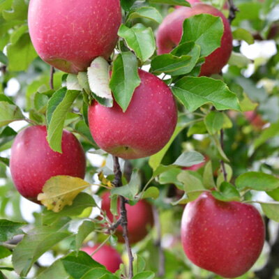 【ふるさと納税】【発送月固定定期便】2026年発送 長野の果物 クイーンルージュ+サンふじ全2回【配送不可地域：離島】【4063529】 サムネイル3