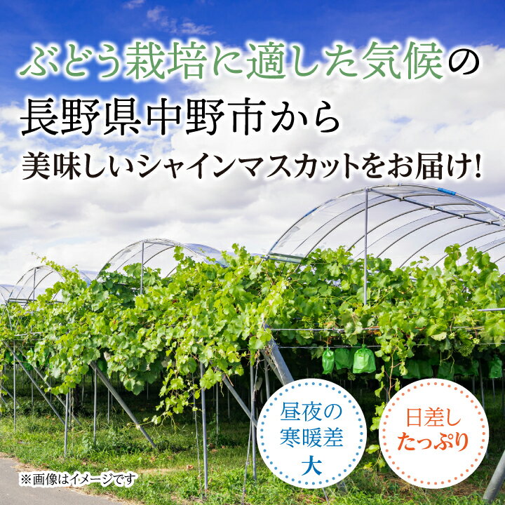 【ふるさと納税】2026年発送　【信州産】シャインマスカット1kg_ シャインマスカット ぶどう 葡萄 ブドウ 長野県 フルーツ 果物 くだもの 旬 種無し 大粒 マスカット ギフト プレゼント 贈り物 信州産 産直 産地直送 長野県産 中野市 送料無料 【1246230】 - 画像2