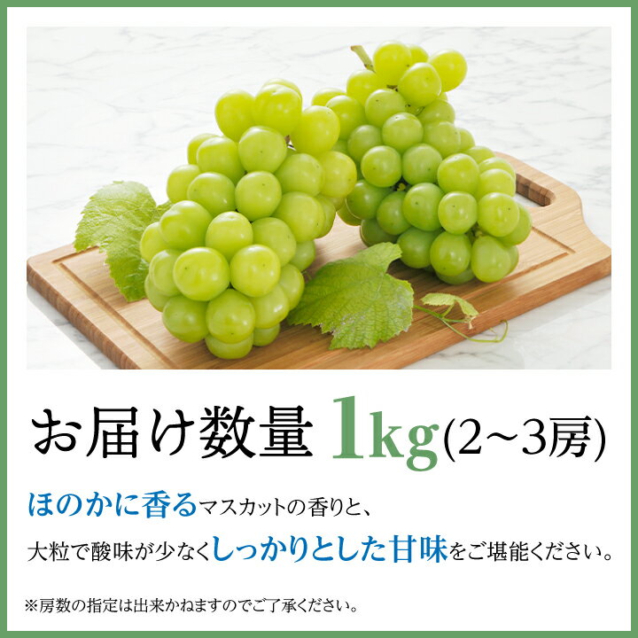 【ふるさと納税】2026年発送　【信州産】シャインマスカット1kg_ シャインマスカット ぶどう 葡萄 ブドウ 長野県 フルーツ 果物 くだもの 旬 種無し 大粒 マスカット ギフト プレゼント 贈り物 信州産 産直 産地直送 長野県産 中野市 送料無料 【1246230】 - 画像3