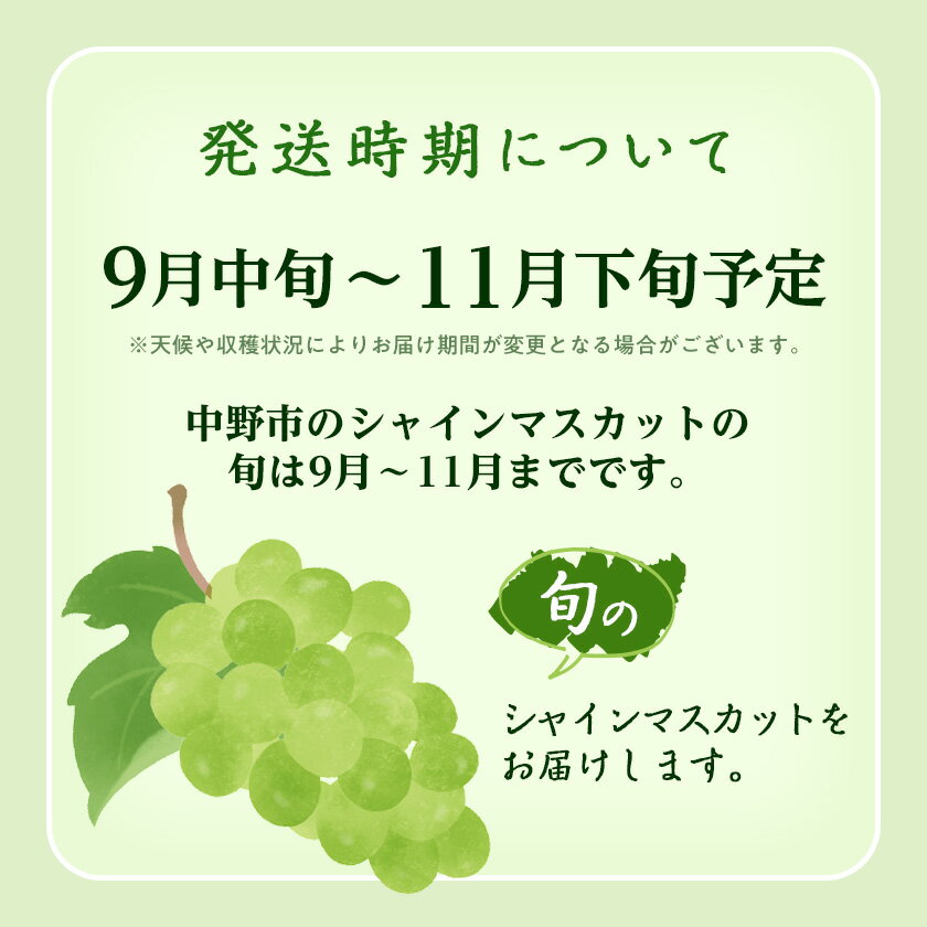 【ふるさと納税】【2026年発送】 _ 訳あり シャインマスカット 3房 / 4～5房 (1.3kg / 2.3kg)_ シャインマスカット マスカット ぶどう ブドウ 葡萄 訳あり フルーツ 果物 くだもの 長野県 中野市 人気 送料無料【配送不可地域：離島】【G1422800】 - 画像2