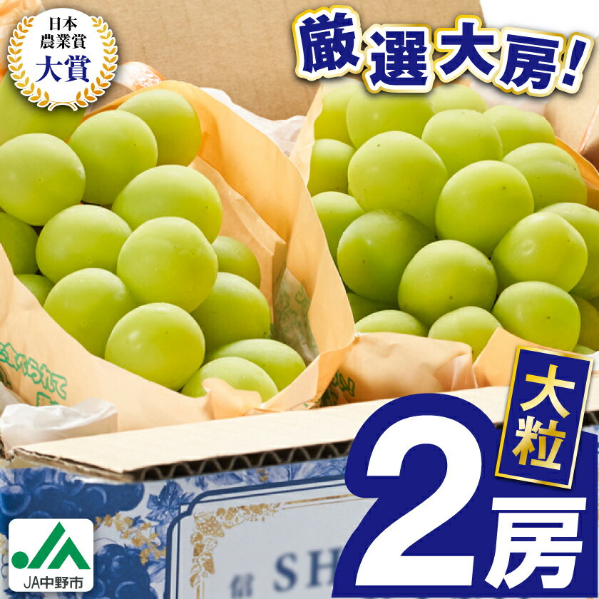 2026年先行予約　9月上旬～10月下旬発送JA中野市大粒 大房シャインマスカット2房1.3kg以上_ シャインマスカット 長野県 2024 4L 贈答用 ギフト ふるさと ぶどう 葡萄 ブドウ フルーツ 果物 【配送不可地域：離島】【1459211】