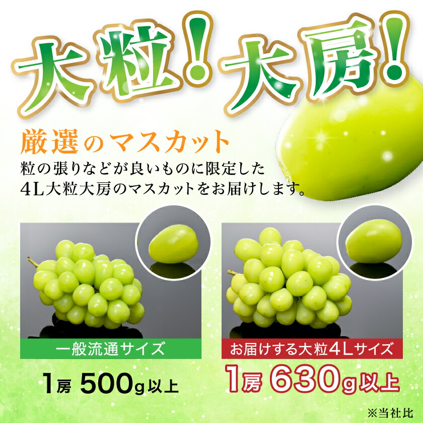 【ふるさと納税】2026年先行予約　9月上旬～10月下旬発送JA中野市大粒 大房シャインマスカット2房1.3kg以上_ シャインマスカット 長野県 2024 4L 贈答用 ギフト ふるさと ぶどう 葡萄 ブドウ フルーツ 果物 【配送不可地域：離島】【1459211】 サムネイル3