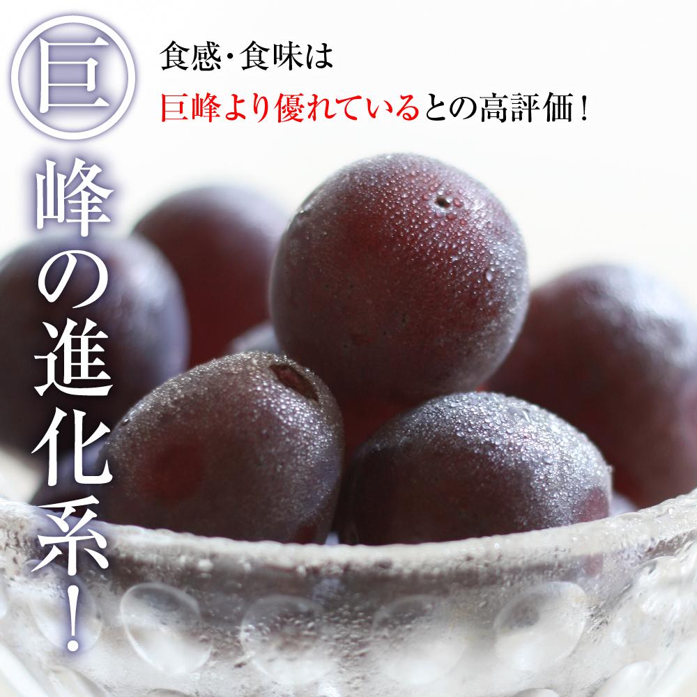 【ふるさと納税】2025　P　ピオーネ　粒採り6パック　約1キロ　【10月初旬頃～順次発送予定】　長野県産　国際特許有機肥料栽培 | フルーツ 果物 くだもの 食品 人気 おすすめ 送料無料 サムネイル2