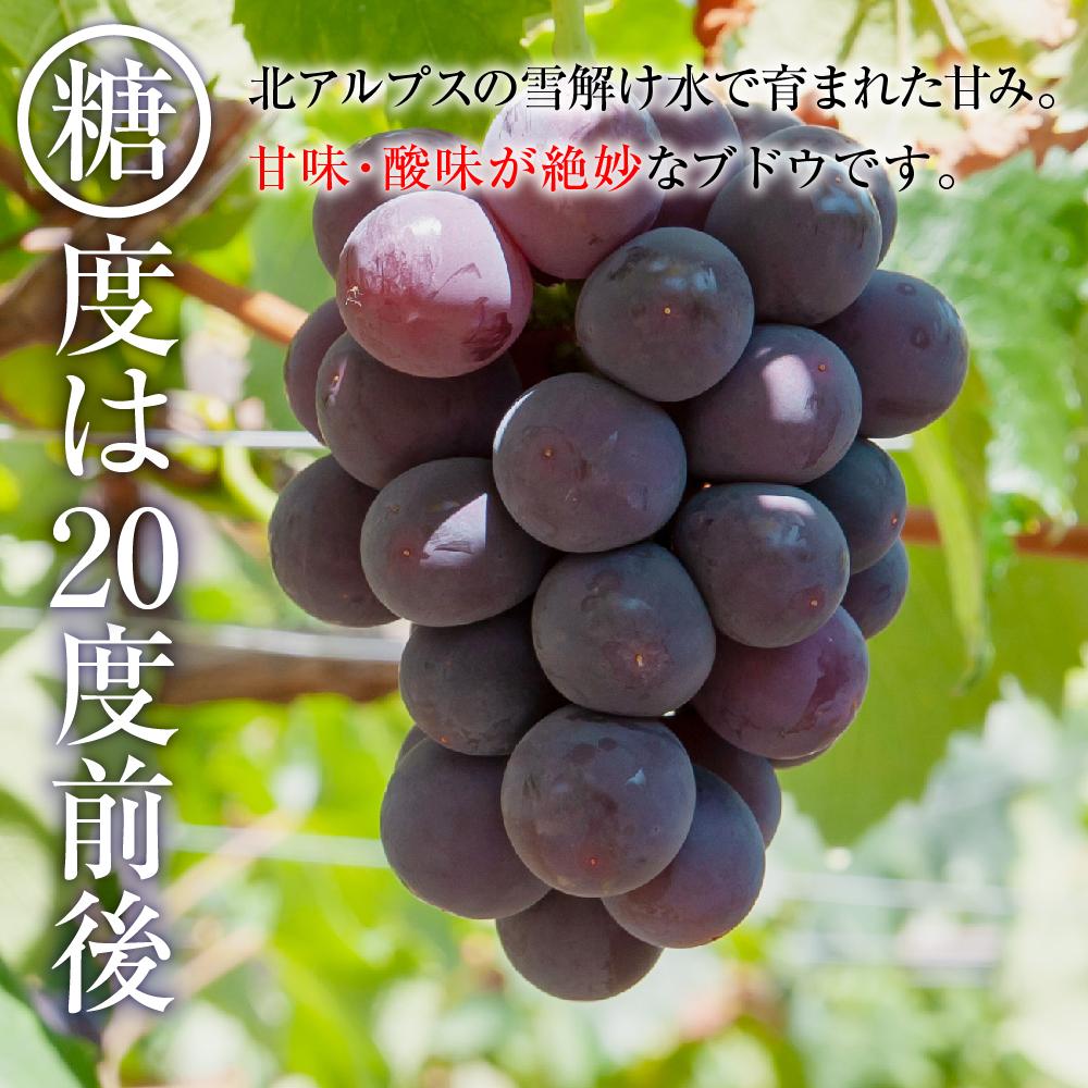 【ふるさと納税】2025　P　ピオーネ　粒採り6パック　約1キロ　【10月初旬頃～順次発送予定】　長野県産　国際特許有機肥料栽培 | フルーツ 果物 くだもの 食品 人気 おすすめ 送料無料 サムネイル3