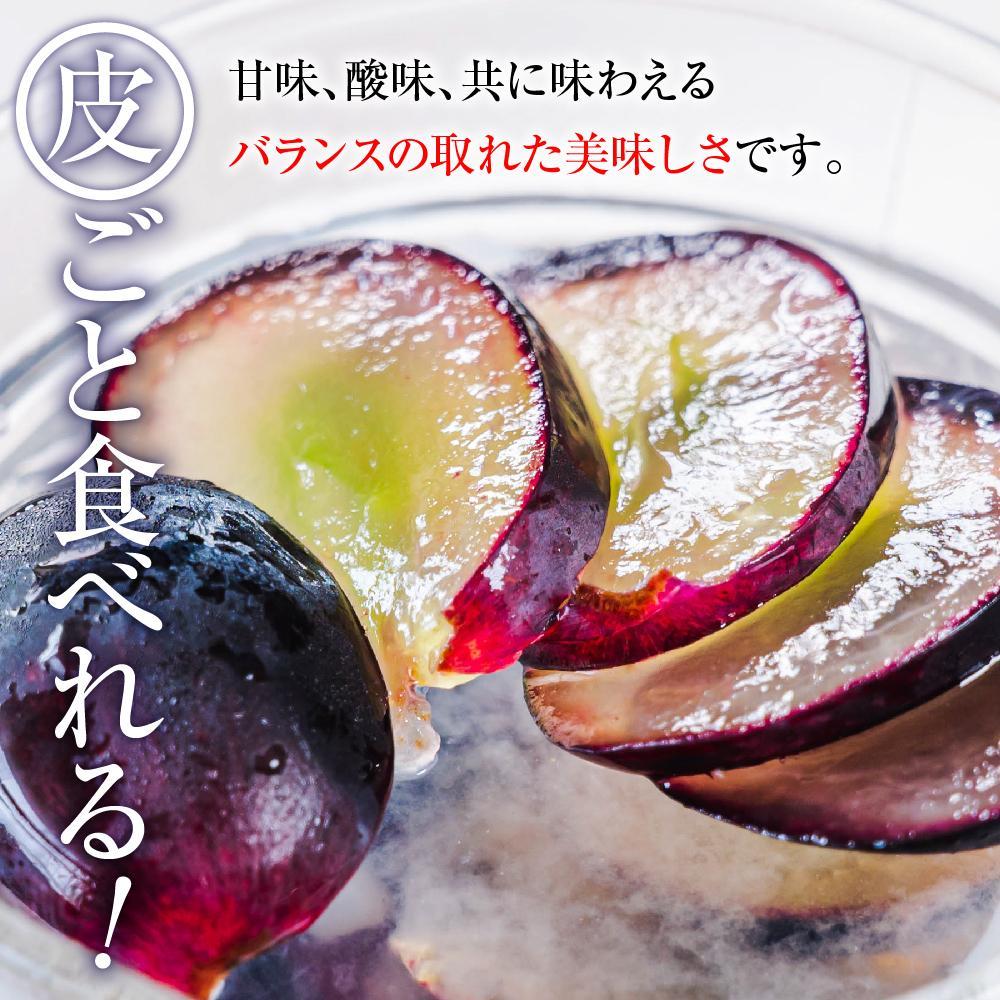 【ふるさと納税】【先行予約】2025　P　ナガノパープル　粒採り6パック　約1キロ　長野県産 【9月下旬頃～順次発送予定】国際特許有機肥料栽培 | フルーツ 果物 くだもの 食品 人気 おすすめ ぶどう ブドウ 食べきりサイズ 人気 送料無料 長野県 大町市 サムネイル2