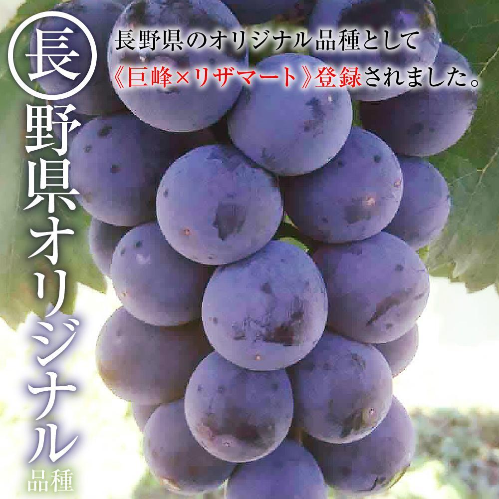 【ふるさと納税】【先行予約】2025　P　ナガノパープル　粒採り6パック　約1キロ　長野県産 【9月下旬頃～順次発送予定】国際特許有機肥料栽培 | フルーツ 果物 くだもの 食品 人気 おすすめ ぶどう ブドウ 食べきりサイズ 人気 送料無料 長野県 大町市 サムネイル3
