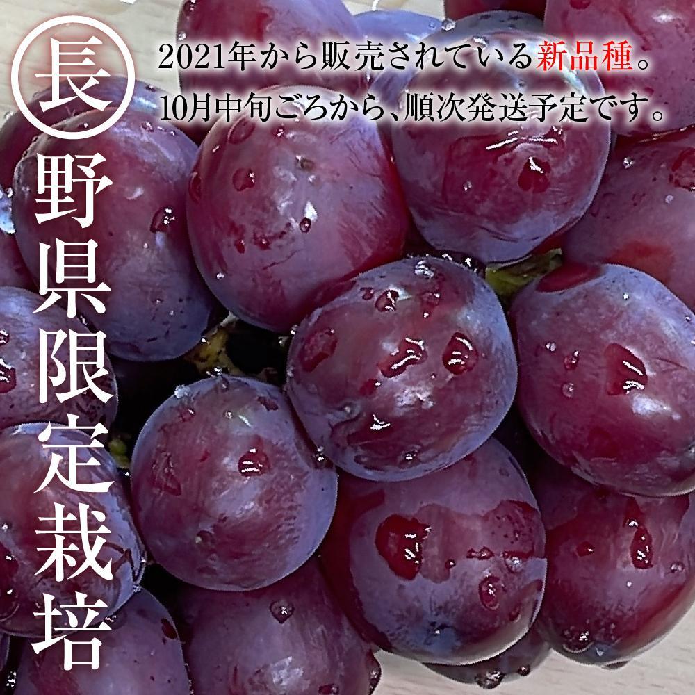 【ふるさと納税】2025　P　クイーンルージュ®　粒採り6パック 　約1キロ　長野県産【10月初旬頃～順次発送予定】国際特許有機肥料栽培 | フルーツ 果物 くだもの 食品 人気 おすすめ 送料無料 サムネイル2