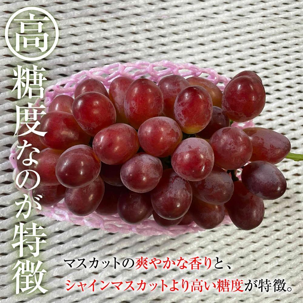 【ふるさと納税】2025　P　クイーンルージュ®　粒採り6パック 　約1キロ　長野県産【10月初旬頃～順次発送予定】国際特許有機肥料栽培 | フルーツ 果物 くだもの 食品 人気 おすすめ 送料無料 サムネイル3