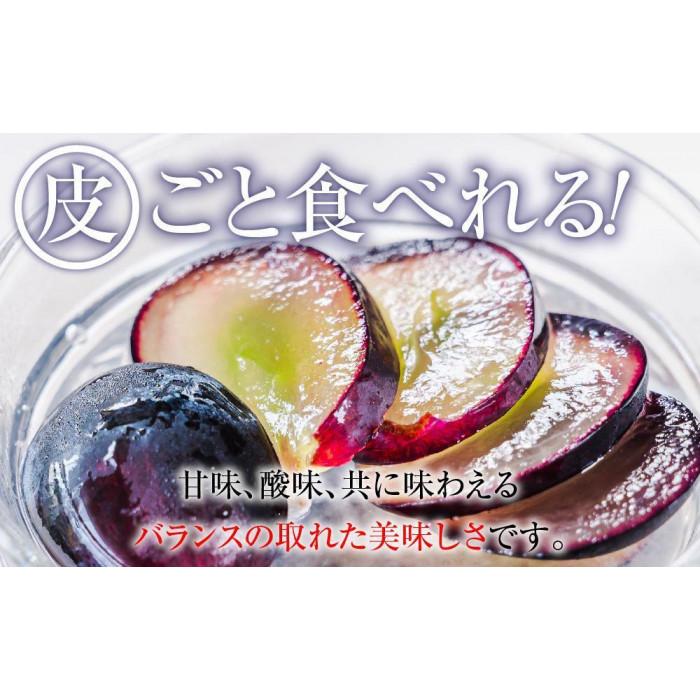 【ふるさと納税】【先行予約】2025　ナガノパープル　粒つぶパックマン【訳ありパック】2パック　約1キロ　長野県産 【10月初旬頃～順次発送予定】国際特許有機肥料栽培 | フルーツ 果物 くだもの 食品 人気 おすすめ 送料無料 サムネイル3