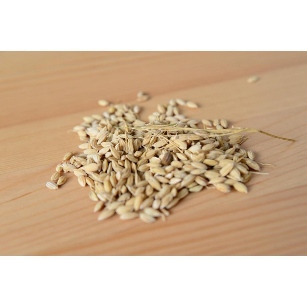 【ふるさと納税】北アルプスの雪解け水で育った一等米コシヒカリ　5KG／10KG／30KG／【定期便】5KG×3回 | 新米 産地直送 人気 おすすめ コシヒカリ 白米 低農薬 ふっくら 甘み ご飯 和食 ギフト 贈答用 保存しやすい 送料無料 長野県 大町市 ふるさと納税 - 画像2