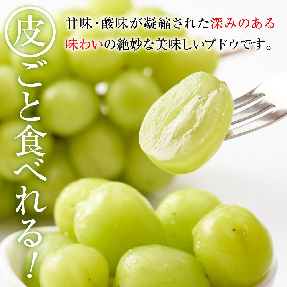 【ふるさと納税】2025 P シャインマスカット 粒採り6パック 　約1kg　【10月初旬頃～順次発送予定 】長野県産　国際特許有機肥料栽培 | フルーツ 果物 くだもの 食品 人気 おすすめ 送料無料 サムネイル2