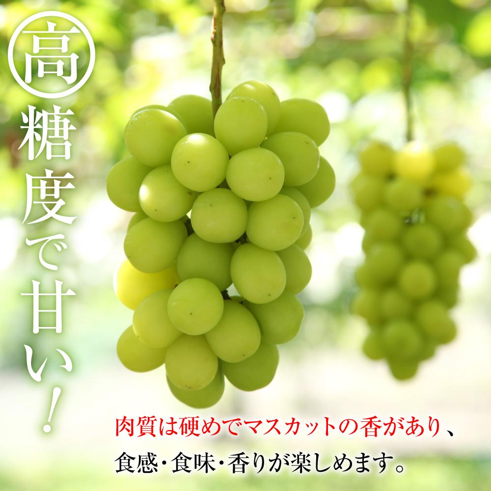 【ふるさと納税】2025 P シャインマスカット 粒採り6パック 　約1kg　【10月初旬頃～順次発送予定 】長野県産　国際特許有機肥料栽培 | フルーツ 果物 くだもの 食品 人気 おすすめ 送料無料 サムネイル3