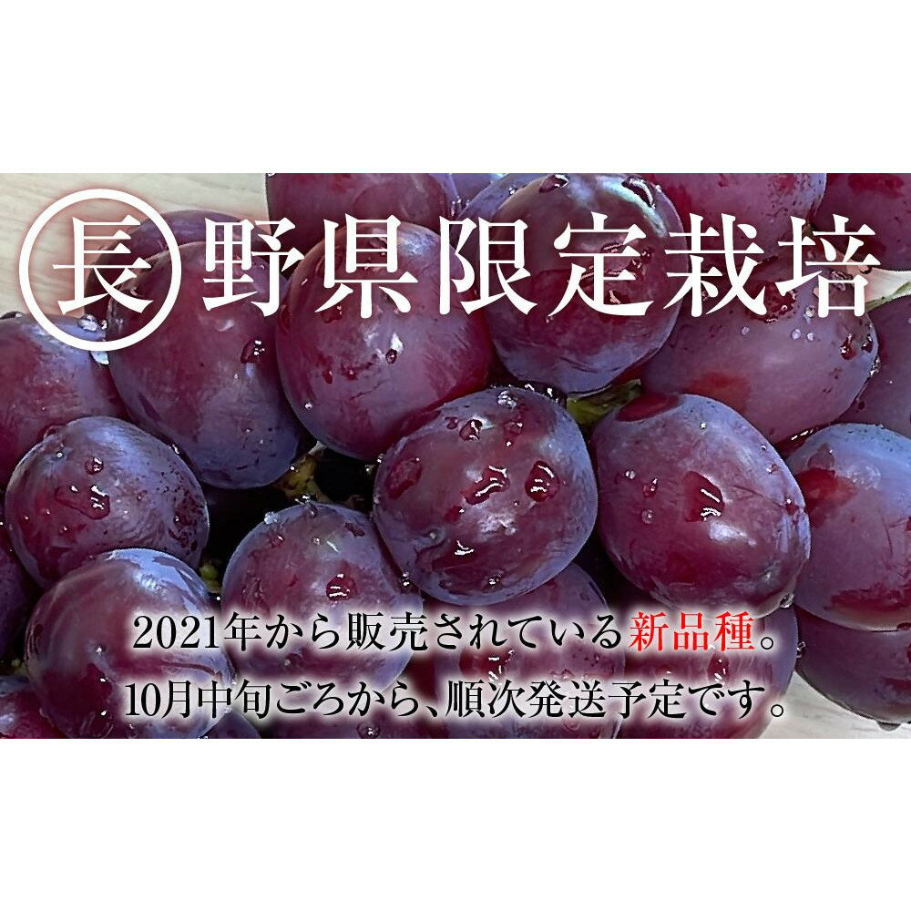 【ふるさと納税】2025　P　クイーンルージュ®　冷凍粒採り6パック 　約1キロ　長野県産【10月中旬頃～順次発送予定】国際特許有機肥料栽培 | フルーツ 果物 くだもの 食品 人気 おすすめ 送料無料 サムネイル2