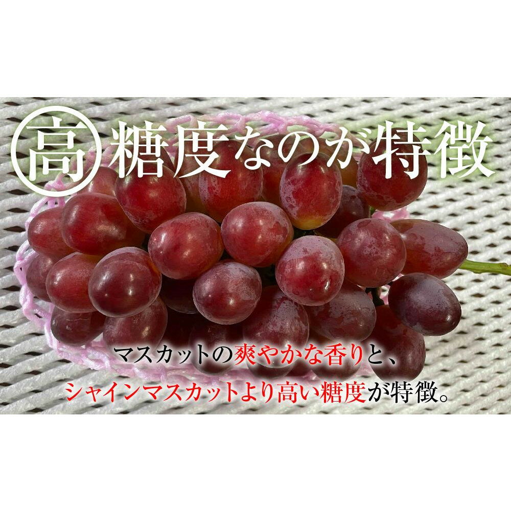 【ふるさと納税】2025　P　クイーンルージュ®　冷凍粒採り6パック 　約1キロ　長野県産【10月中旬頃～順次発送予定】国際特許有機肥料栽培 | フルーツ 果物 くだもの 食品 人気 おすすめ 送料無料 サムネイル3