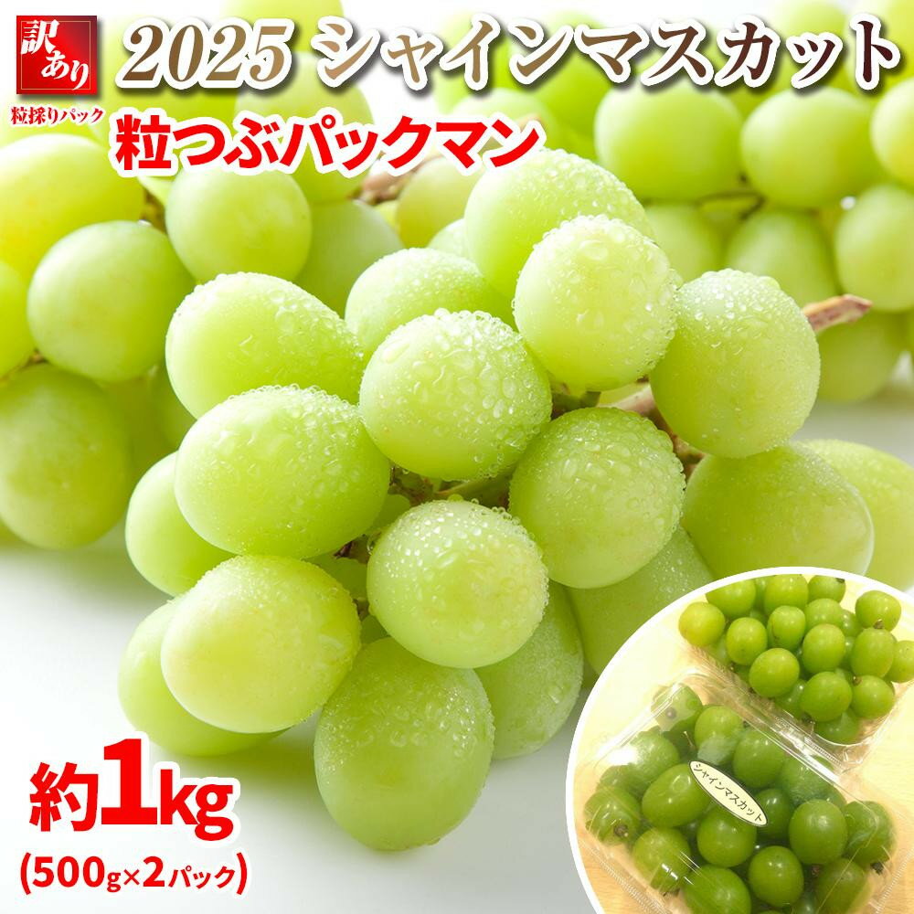 B 2025 シャインマスカット　粒つぶパックマン【訳ありパック】 2パック　約1キロ　長野県産【10月初旬頃～順次発送予定 】国際特許有機肥料栽培 | フルーツ 果物 くだもの 食品 人気 おすすめ 送料無料