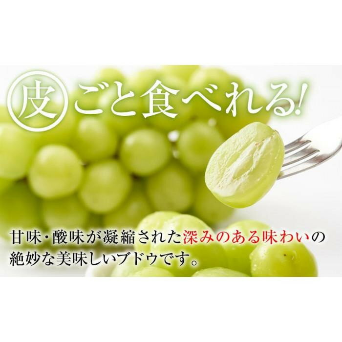 【ふるさと納税】B 2025 シャインマスカット　粒つぶパックマン【訳ありパック】 2パック　約1キロ　長野県産【10月初旬頃～順次発送予定 】国際特許有機肥料栽培 | フルーツ 果物 くだもの 食品 人気 おすすめ 送料無料 サムネイル3