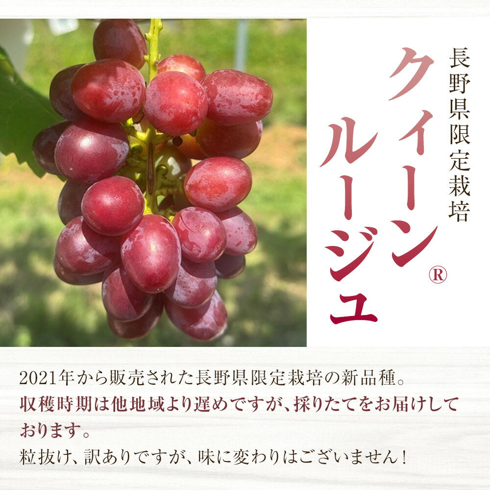 【ふるさと納税】2025 クイーンルージュ®　【訳あり粒抜け】　複数房　約1キロ　【10月初旬頃～順次発送予定】　長野県産　国際特許有機肥料栽培　 | フルーツ 果物 くだもの 食品 人気 おすすめ 送料無料 サムネイル2