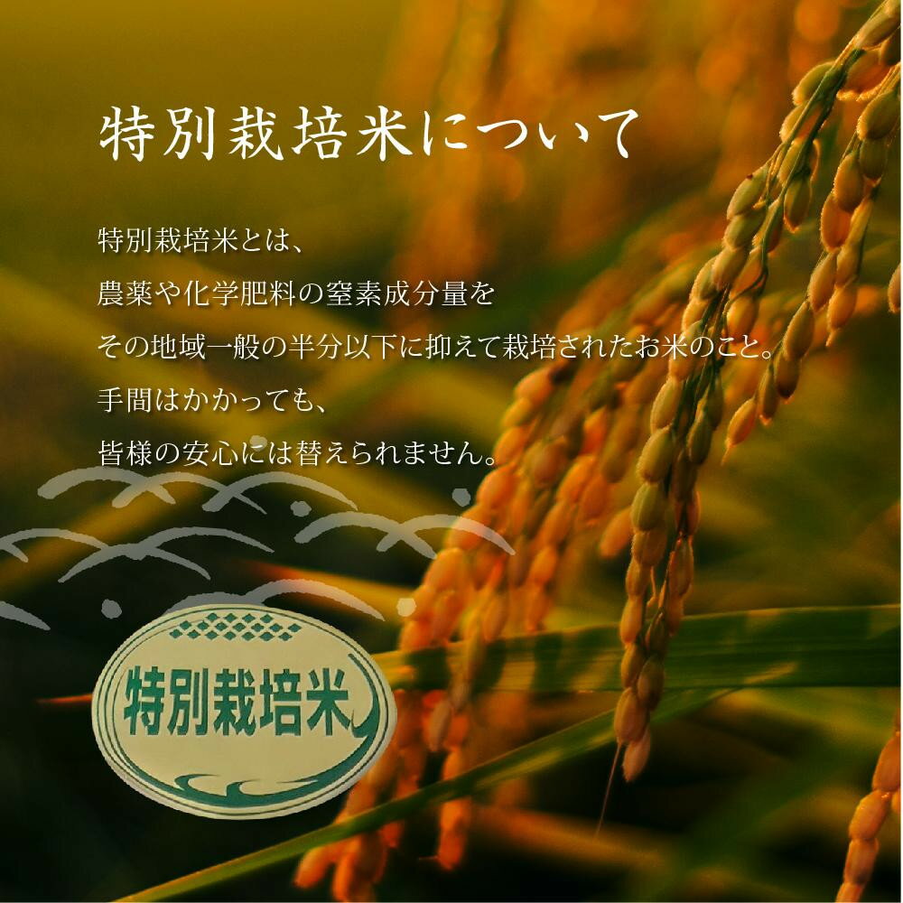 【ふるさと納税】【信濃大町産】特別栽培米　稜線の風（ひとめぼれ） 10kg | お米 こめ 白米 食品 人気 おすすめ 送料無料 - 画像3