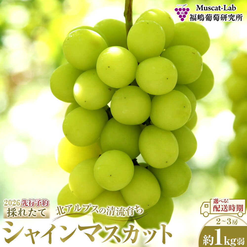 【先行予約】2026 シャインマスカット　2房～3房　約1kg弱【選べる配送時期】長野県産 　国際特許有機肥料栽培 | 果物 フルーツ ぶどう ブドウ シャインマスカット 高糖度 種なし 人気 おすすめ ギフト 送料無料 長野県 大町市
