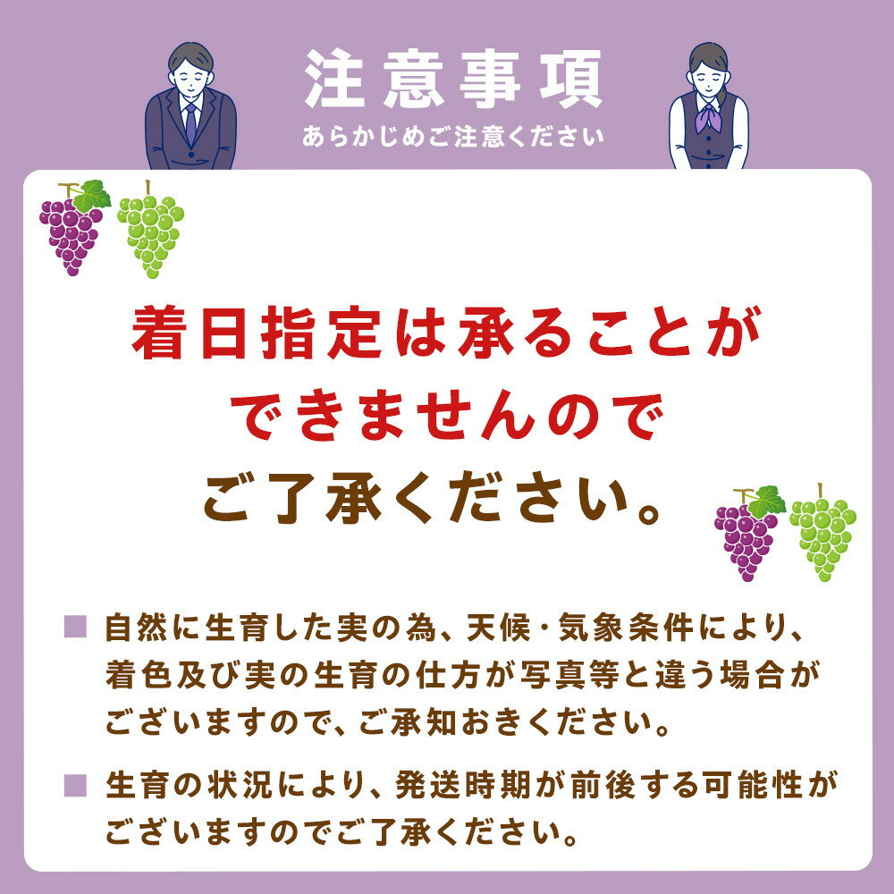 【ふるさと納税】【先行予約】2026 シャインマスカット　2房～3房　約1kg弱【選べる配送時期】長野県産 　国際特許有機肥料栽培 | 果物 フルーツ ぶどう ブドウ シャインマスカット 高糖度 種なし 人気 おすすめ ギフト 送料無料 長野県 大町市 - 画像2