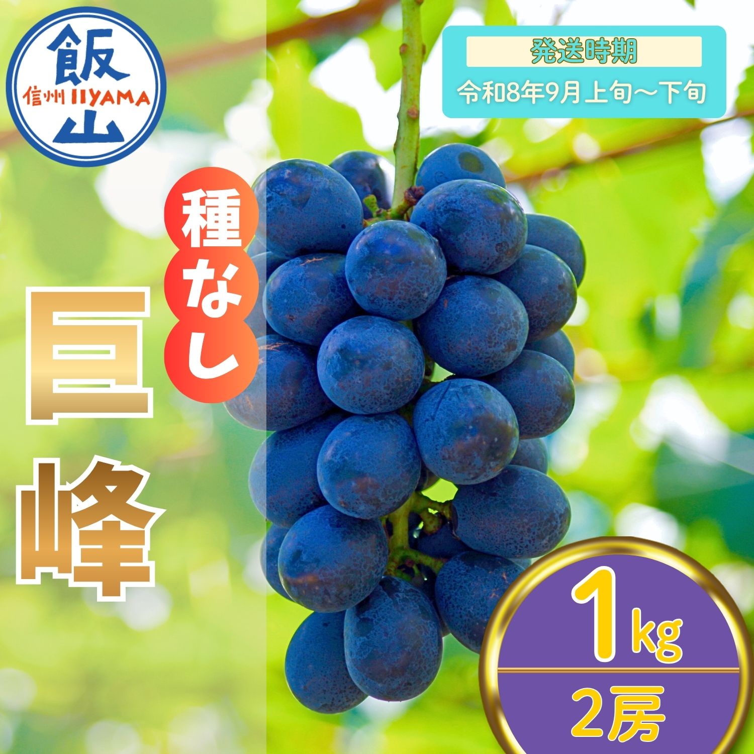 2026年 先行予約 ＼ 種なし巨峰 ／ 2房 / 1kg 長野県産 ＜出荷開始：2026年9月上旬〜下旬頃＞ 【 巨峰 ぶどう 葡萄 種なし フルーツ 果物 くだもの 産地直送 オススメ ギフト 美味しい 甘い 黒ぶどう 黒い宝石 期間限定 旬 信州 長野県 飯山市 】 (7-A20)