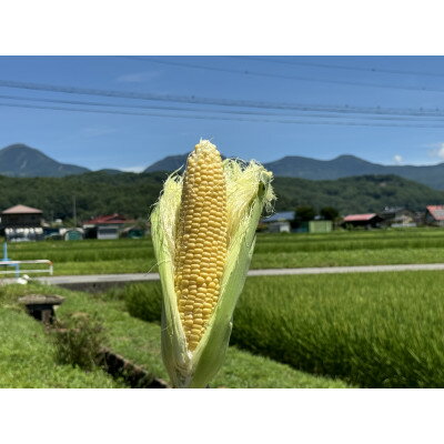 【八ヶ岳産】スイートコーン　ともろこし　グラビス(黄色と白の粒が特徴)　4kg【配送不可地域：離島】【1540746】