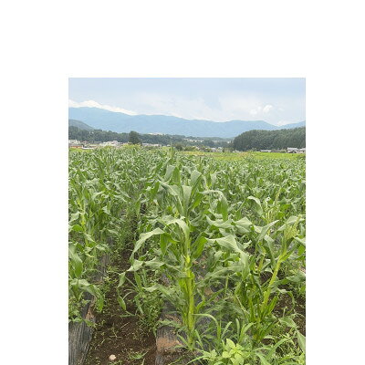 【ふるさと納税】【八ヶ岳産】スイートコーン　ともろこし　グラビス(黄色と白の粒が特徴)　4kg【配送不可地域：離島】【1540746】 - 画像3