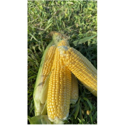 【朝採り即出荷】八ヶ岳産グラビスとうもろこし 約4kg (11本前後)【配送不可地域：離島・北海道・沖縄県・中国・四国・九州】【1645897】