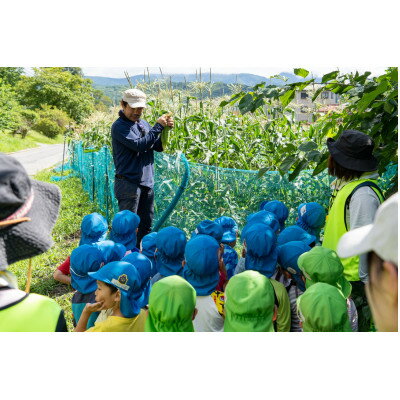 【ふるさと納税】【朝採り即出荷】八ヶ岳産グラビスとうもろこし 約4kg (11本前後)【配送不可地域：離島・北海道・沖縄県・中国・四国・九州】【1645897】 - 画像2