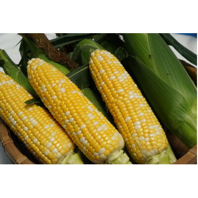 【ふるさと納税】【朝採り即出荷】八ヶ岳産グラビスとうもろこし 約4kg (11本前後)【配送不可地域：離島・北海道・沖縄県・中国・四国・九州】【1645897】 - 画像3