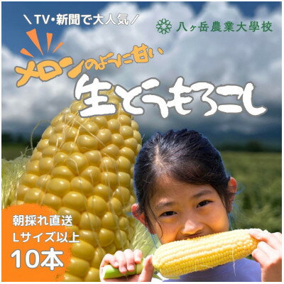【2026年先行予約】 メロンのように甘い 生とうもろこし 10本【配送不可地域：離島】【1662928】