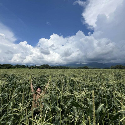 【ふるさと納税】【2026年先行予約】 メロンのように甘い 生とうもろこし 10本【配送不可地域：離島】【1662928】 - 画像2