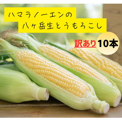 【訳あり】朝採れ 八ヶ岳生とうもろこし はねだし10本(約3kg)〈26年7月～9月下旬発送予定〉【配送不可地域：離島】【1678265】