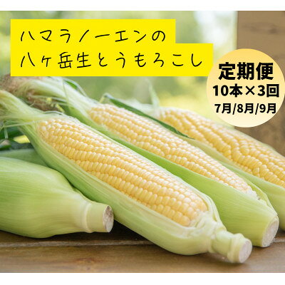 【発送月固定定期便】【2026年発送】朝採れ 八ヶ岳生とうもろこし 10本全3回【配送不可地域：離島】【4075437】