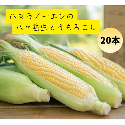 【先行予約】朝採れ八ヶ岳生とうもろこし20本【複数個口で配送】【配送不可地域：離島】【4075635】