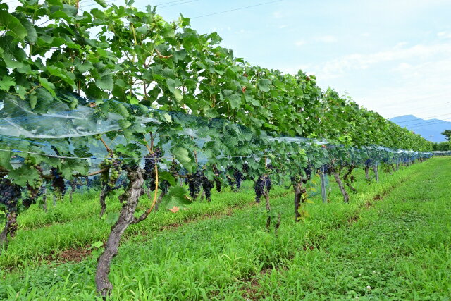 【ふるさと納税】井筒ワイン 果報メルロ | ワイン 赤 収穫年 単独 ぶどう 信州 醸造 井筒ワイン 果報 メルロ 長野県 塩尻市 サムネイル3