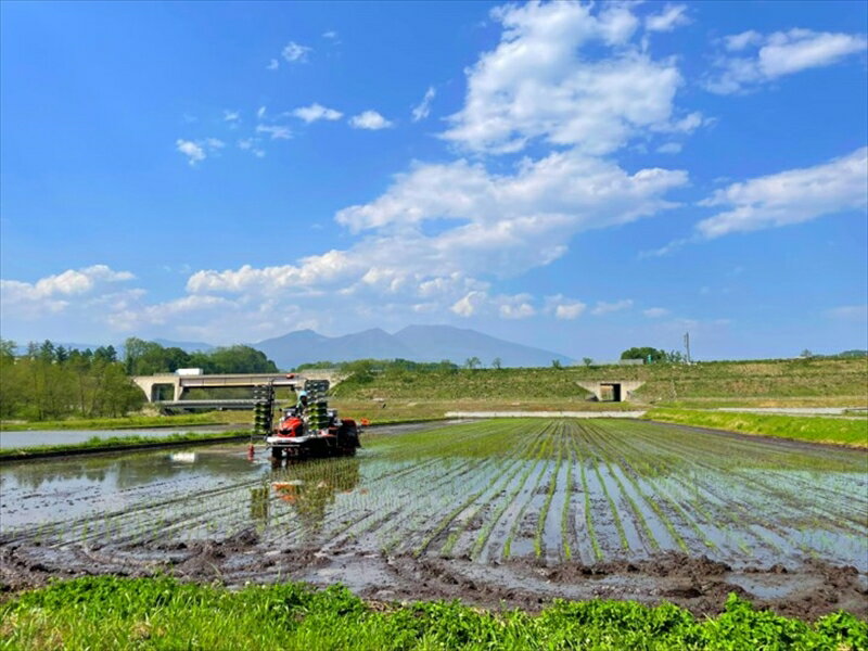 【ふるさと納税】【令和7年産・白米10kg（5kg×2袋）】佐久市産ミルキークイーン（北海道・沖縄・離島は配送不可） モチモチ お弁当 粘り 長野県 信州【 米 コメ 白米 精米 お米 こめ おこめ 一等米 単一原料米 信州 長野県 佐久市 】 - 画像3