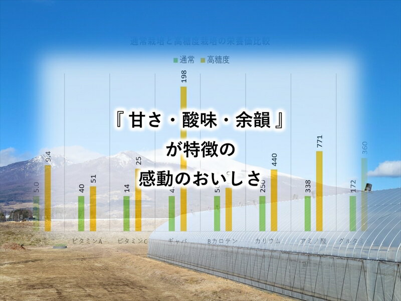 【ふるさと納税】高糖度クラシックミニトマト『ショパン』約1kg箱 x 2箱＜北海道・沖縄県・離島は発送不可＞　長野県　信州　佐久市　野菜　旬彩　プチ　小粒 - 画像3