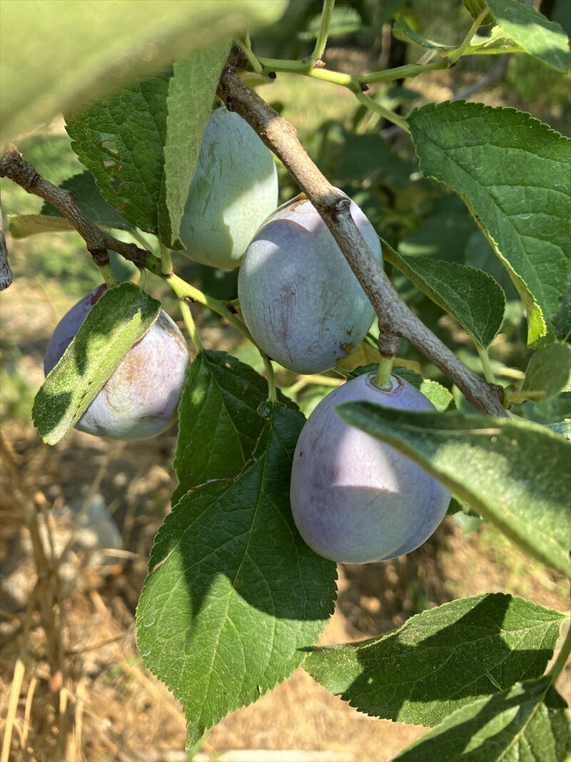 【ふるさと納税】【先行予約・2026年9月下旬発送】令和8年産ホシノマチプルーン（サンプルーン）約1.6kg ＜沖縄県・離島は発送不可＞ 長野県 信州 佐久市 発祥 セイヨウスモモ サムネイル2