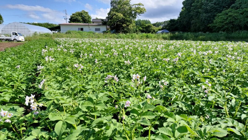 【ふるさと納税】【期間限定】ジャガイモ約5kg（北海道・沖縄県・離島配送不可）旨味が濃い！農園いち推しの品種「こがね丸」 長野県 信州 佐久市 高原 - 画像2
