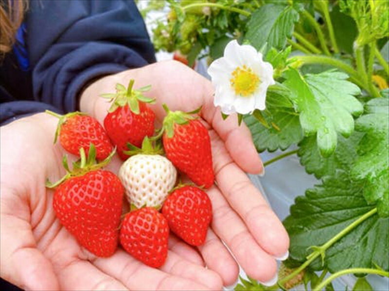 【ふるさと納税】おいしさそのまま瞬間冷凍！冷凍イチゴ約2kg（沖縄県・離島は発送不可）苺 ストロベリー 信州 | イチゴ 冷凍苺 産直 新鮮 フルーツ 井上寅雄農園 長野県 佐久市 旬彩 】 サムネイル2