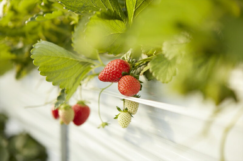 【ふるさと納税】おいしさそのまま瞬間冷凍！冷凍イチゴ約2kg（沖縄県・離島は発送不可）苺 ストロベリー 信州 | イチゴ 冷凍苺 産直 新鮮 フルーツ 井上寅雄農園 長野県 佐久市 旬彩 】 サムネイル3