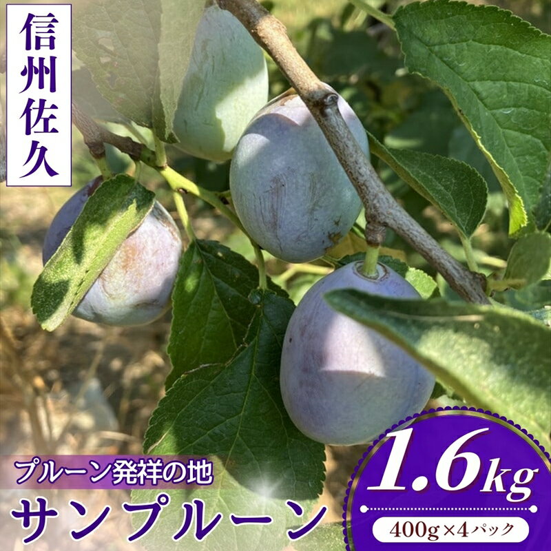 【先行予約・2026年9月下旬発送】令和8年産ホシノマチプルーン（サンプルーン）約1.6kg ＜沖縄県・離島は発送不可＞ 産地直送 フルーツ 生プルーン 果物 鉄分 美容 旬 希少 西洋すもも 佐久 長野県 信州 佐久市 発祥 セイヨウスモモ 送料無料